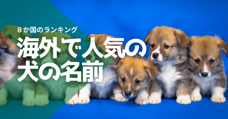 犬の名前、海外で人気なのは?8か国のランキングをドンと紹介! | 暮らして見えたアメリカの図鑑
