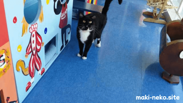猫ホテルのプレイルーム